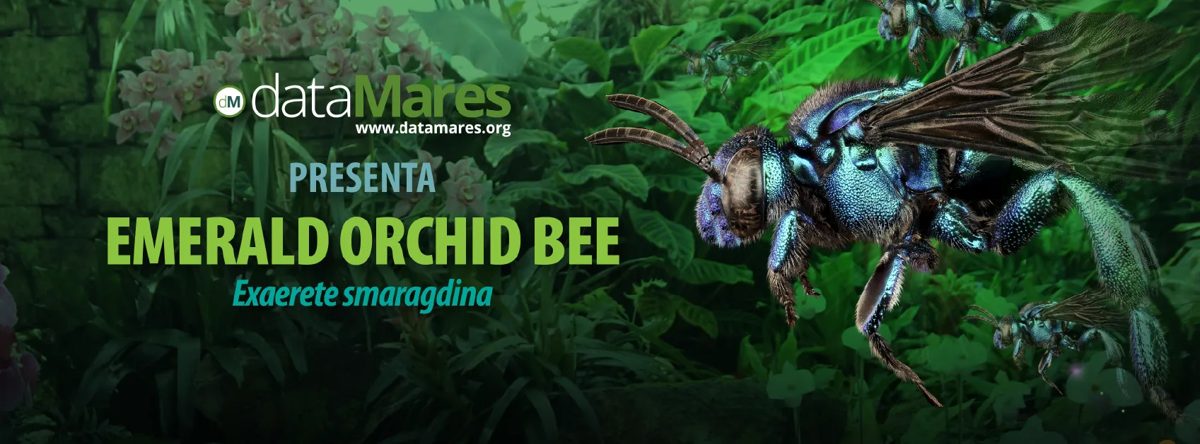 EMERALD ORCHID BEE