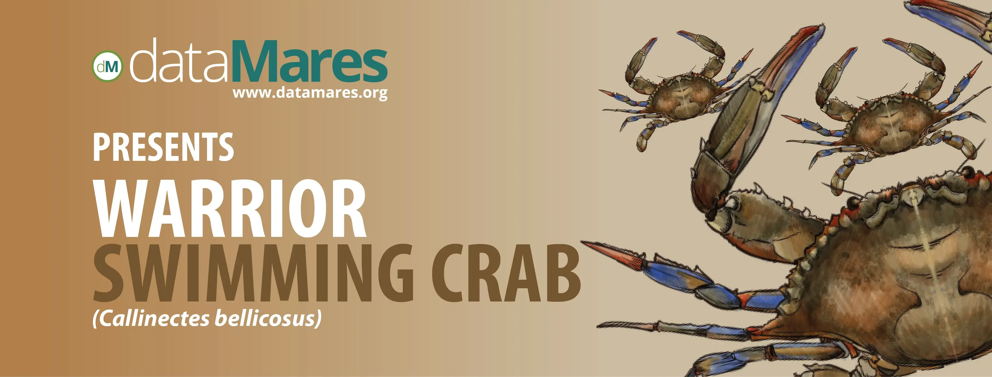 WARRIOR SWIMMING CRAB