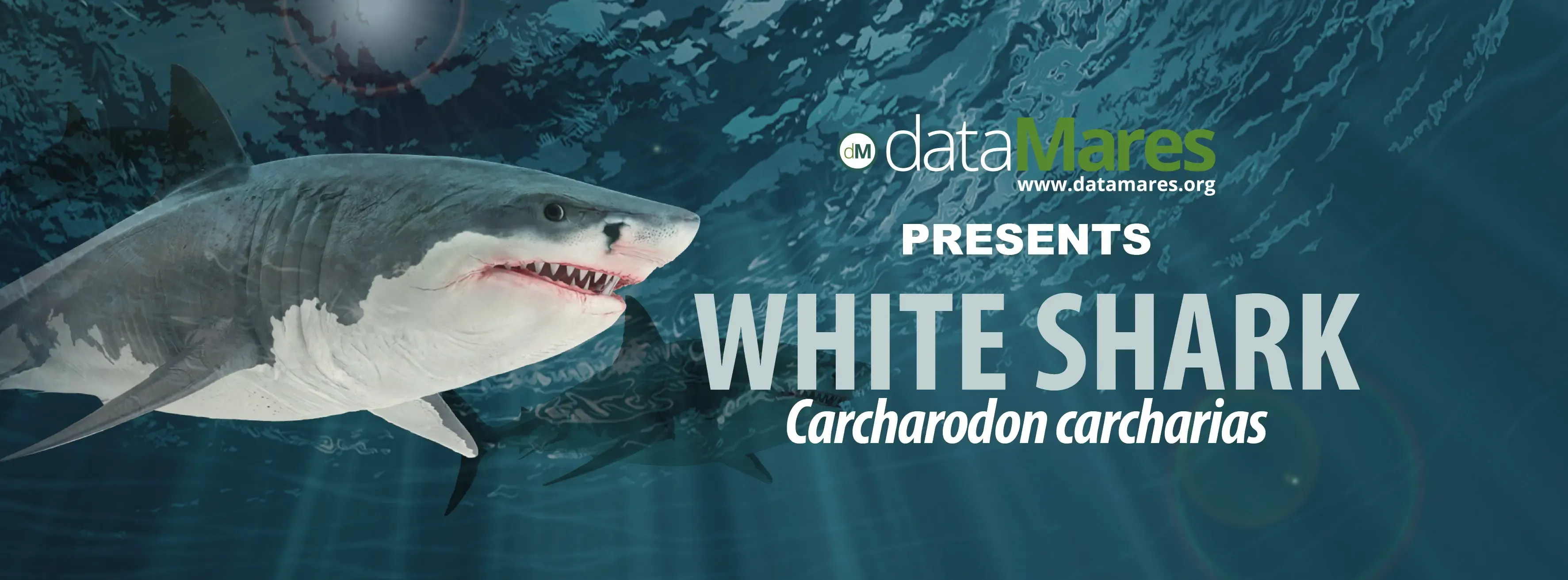 GREAT WHITE SHARK