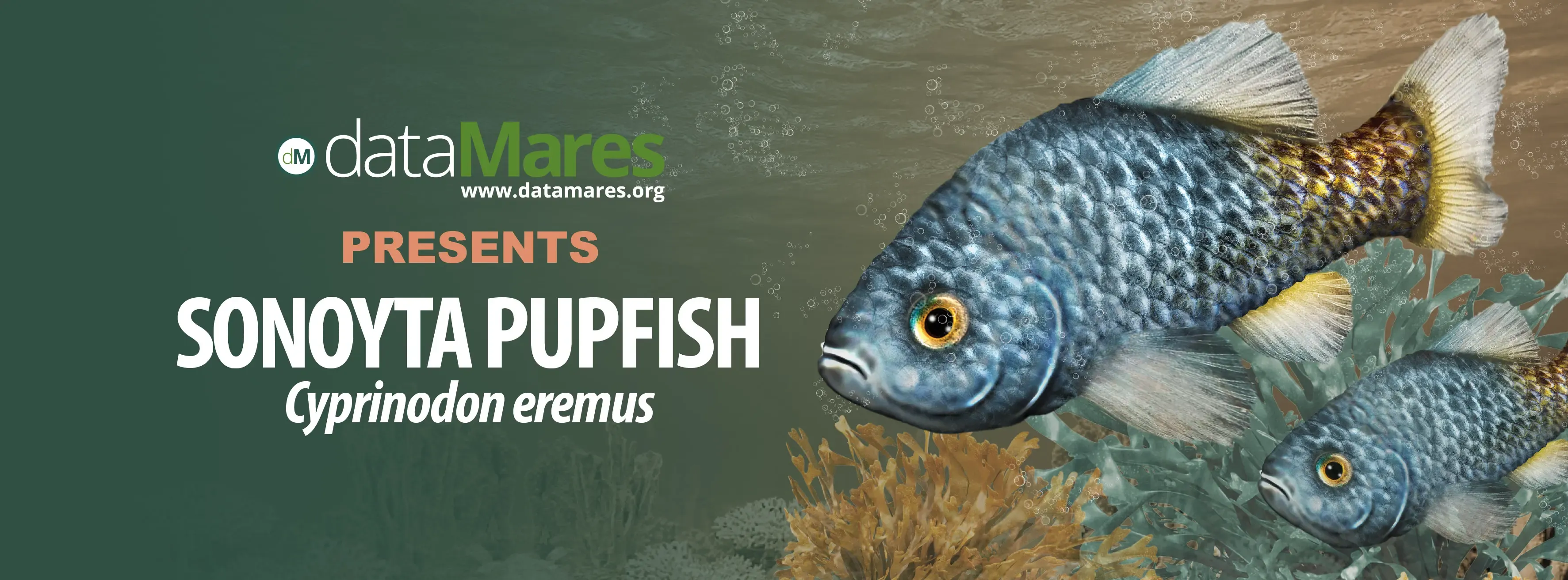 SONOYTA PUPFISH