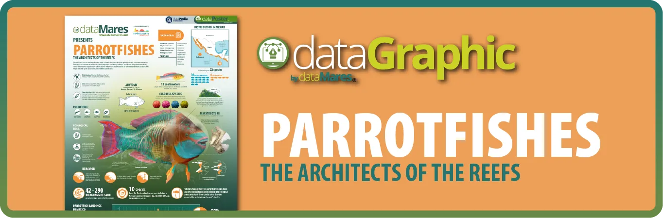 PARROTFISHES