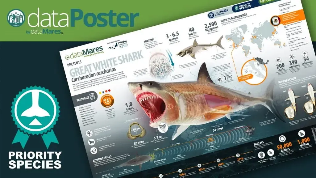 GREAT WHITE SHARK