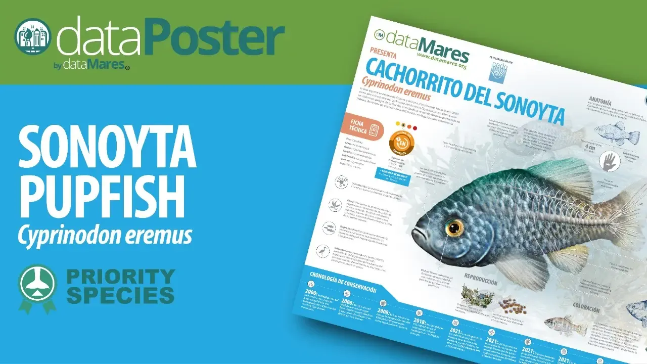 SONOYTA PUPFISH